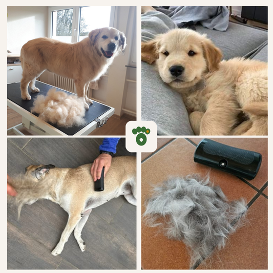 Pälslyft-borsten – för en gladare hund och ett renare hem